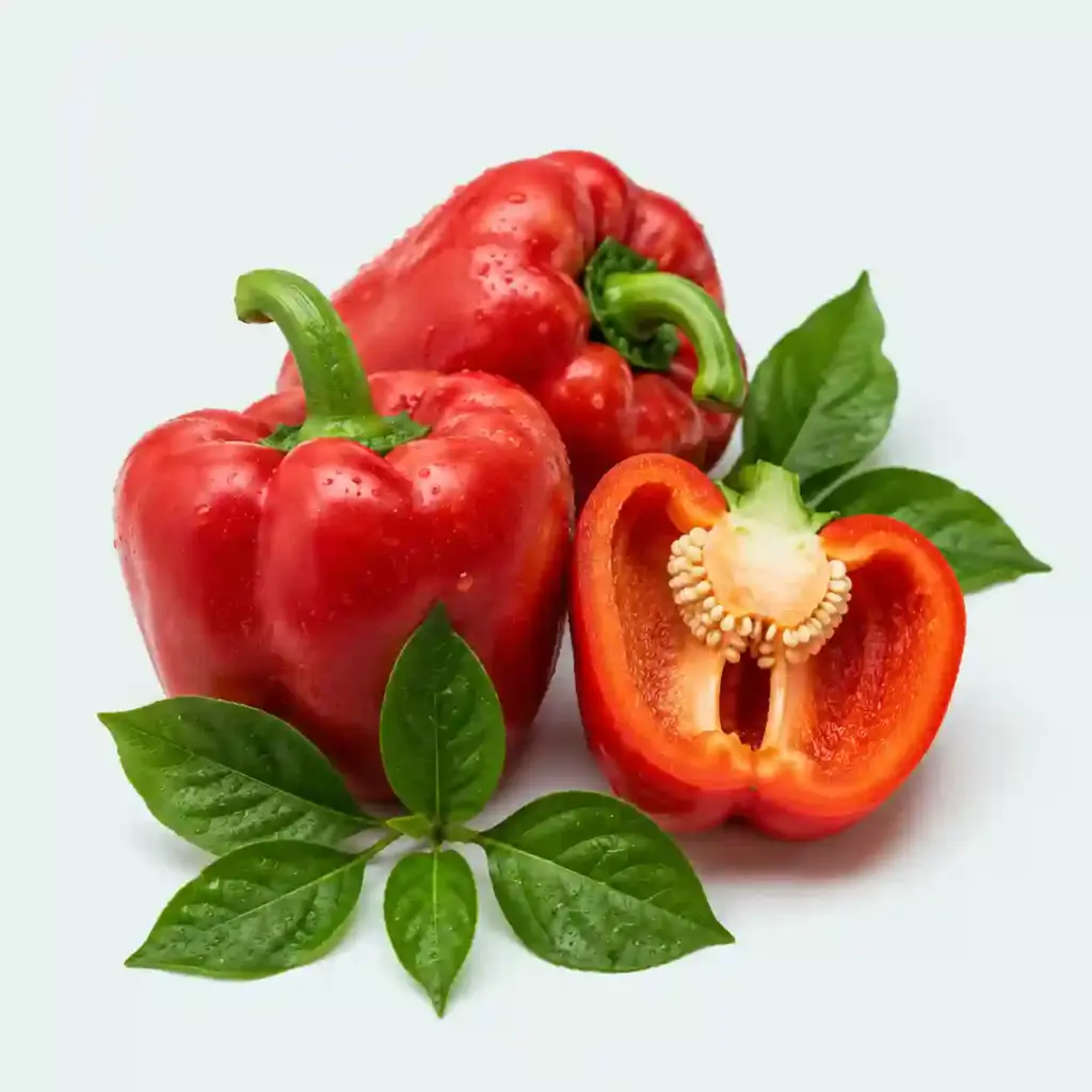 capsicum annuum