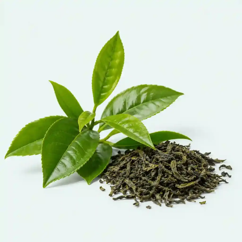 green tea extract