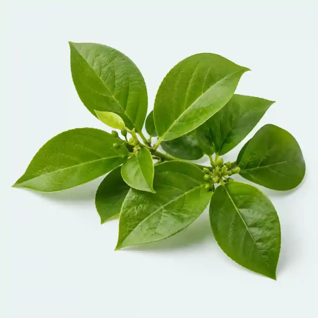 gymnema sylvestre