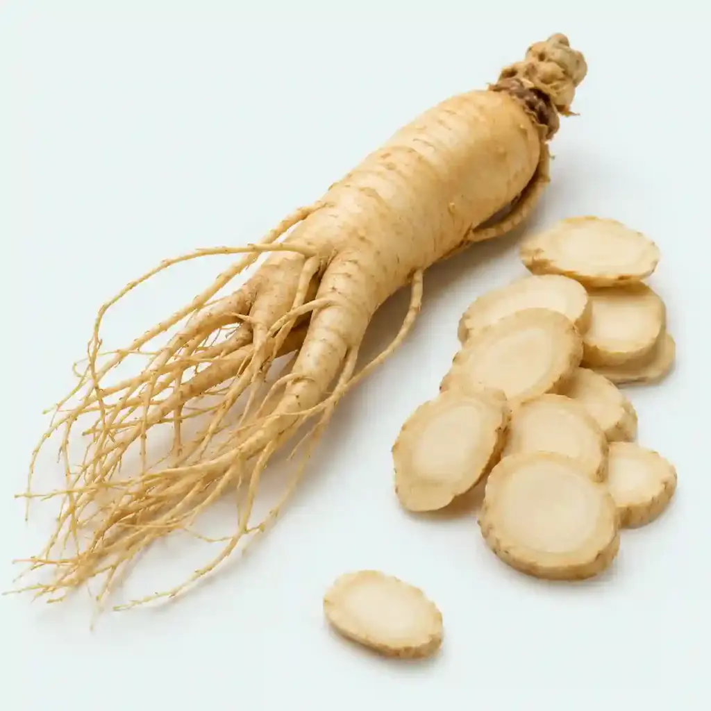 panax ginseng